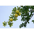 Natural Citron Fruit de alta qualidade